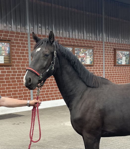 Hannoveraner, Hengst in Verl