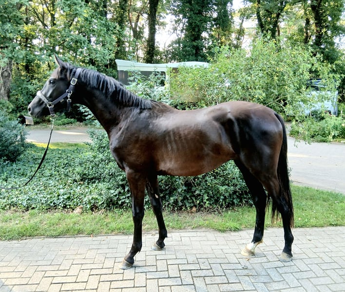 Hannoveraner, Hengst in Barenburg