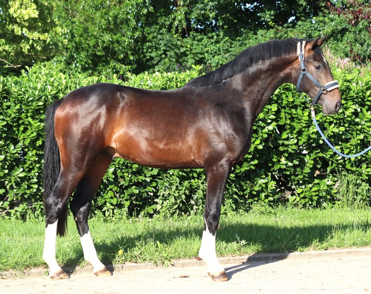 Hannoveraner, Hengst in Selsingen