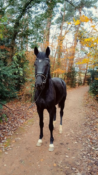Hannoveraner, Hengst in Barenburg