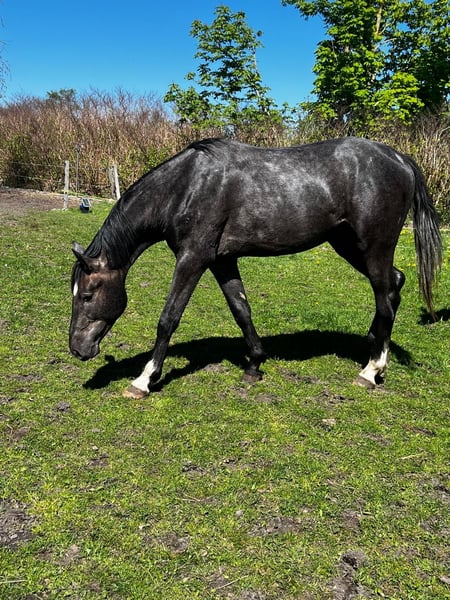 Hannoveraner, Hengst in Großheide Berumerfehn