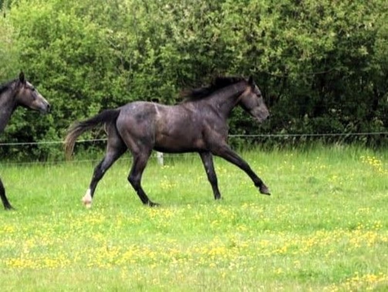 Hannoveraner, Hengst in Großheide