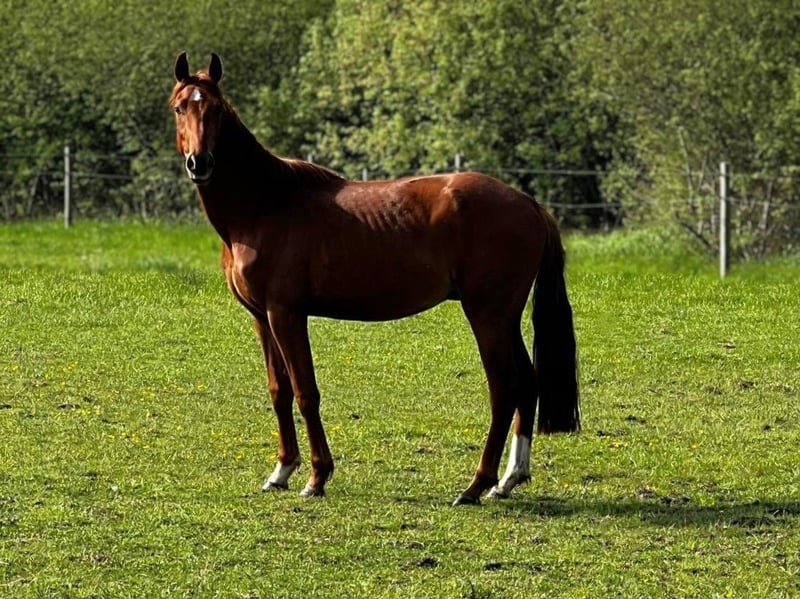Hannoveraner, Hengst in Aurich