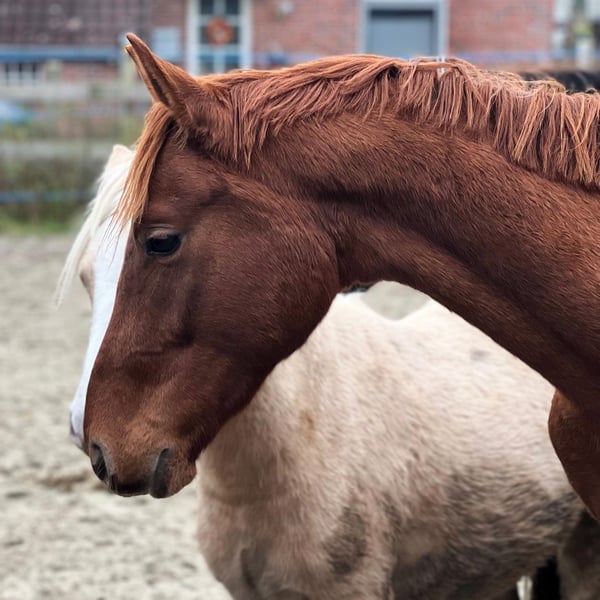 Hannoveraner, Hengst in Aurich