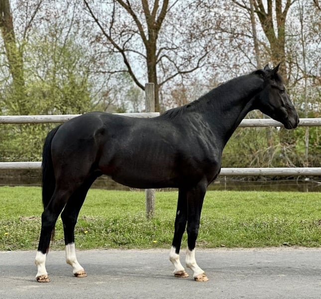 Hannoveraner, Hengst in Vechta