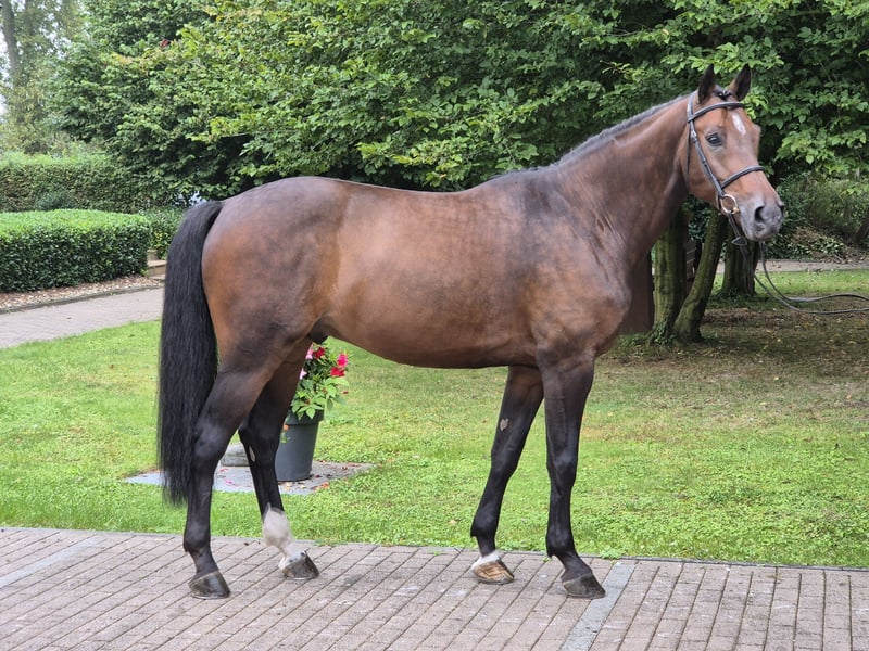Hannoveraner, Hengst in Willich