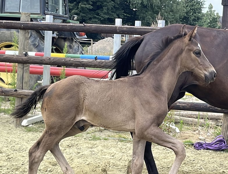 Hannoveraner, Hengst in Kevelaer