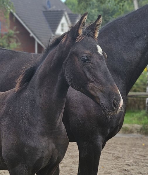 Hannoveraner, Hengst in Tespe