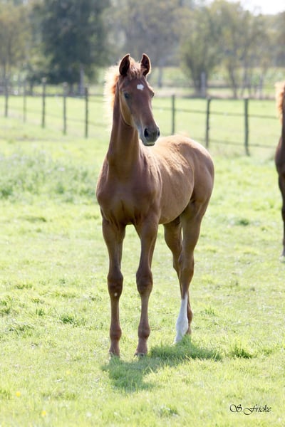 Hannoveraner, Hengst in Harsefeld
