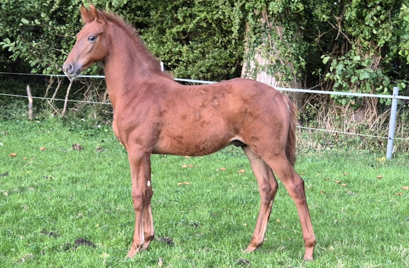 Hannoveraner, Hengst in Westerkappeln