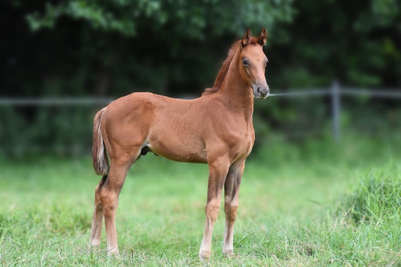 Hannoveraner, Hengst in Westerkappeln