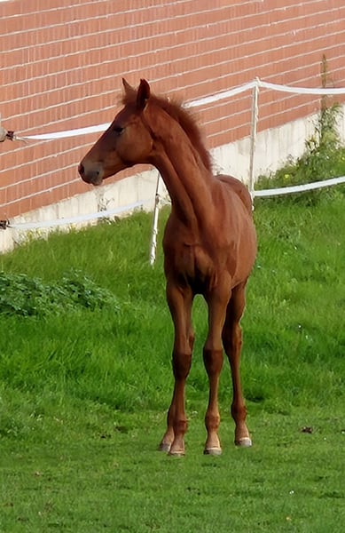Hannoveraner, Hengst in Westerkappeln