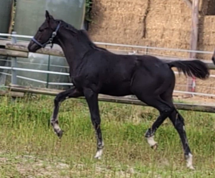 Hannoveraner, Hengst in Rosengarten