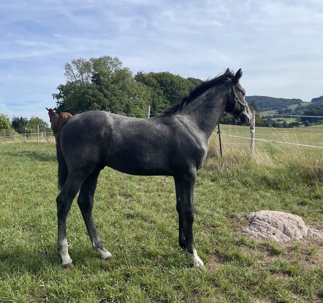 Hannoveraner, Hengst in Lautertal