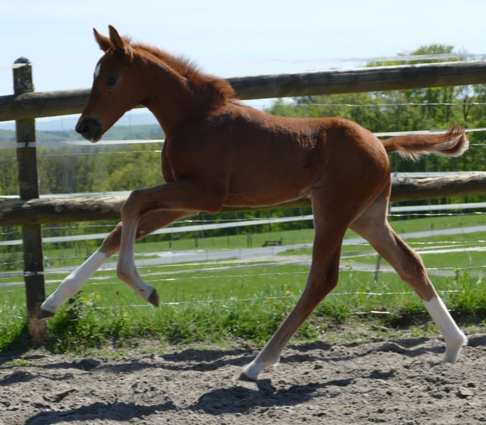 Hannoveraner, Hengst in Greifenstein