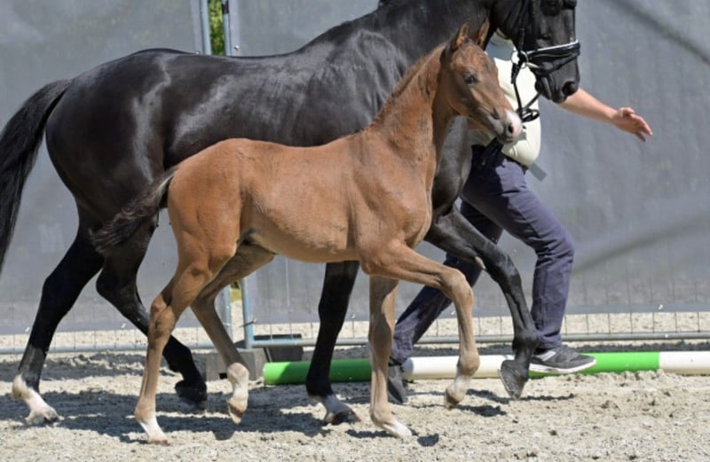 Hannoveraner, Hengst in Helferskirchen