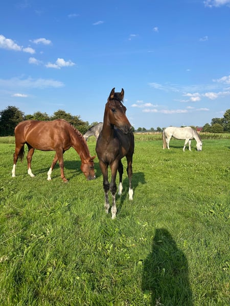 Hannoveraner, Hengst in Lauenhagen