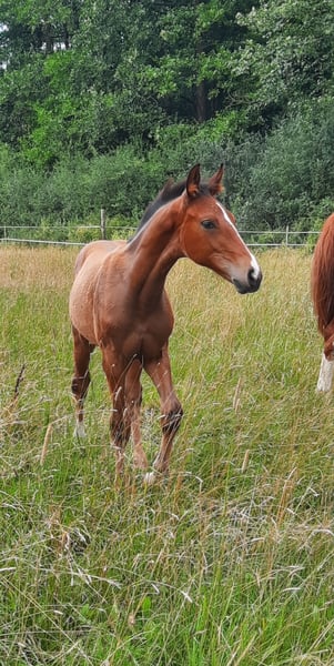 Hannoveraner, Hengst in Eldingen