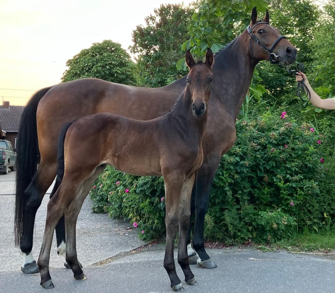 Hannoveraner, Hengst in Hinte