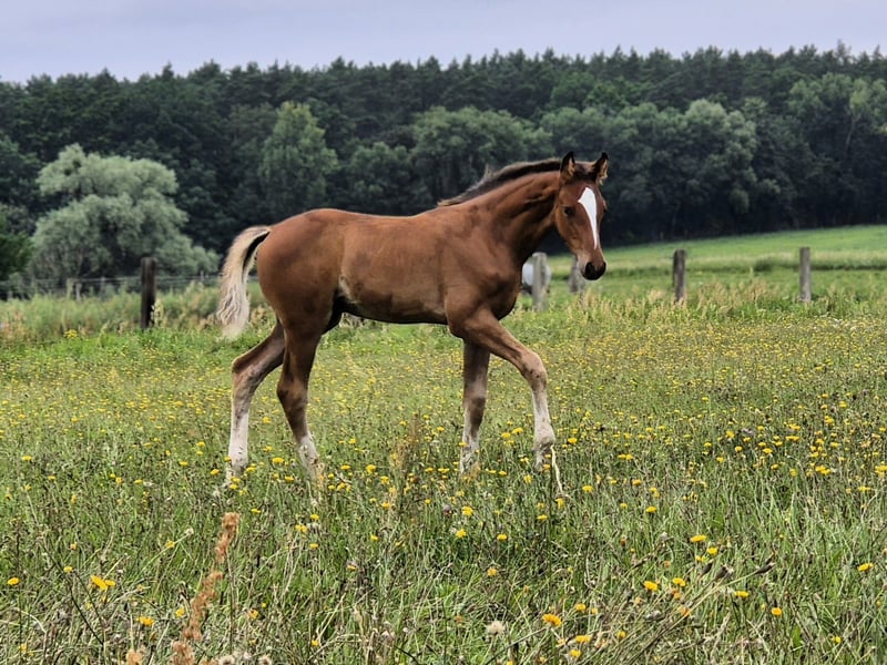 Hannoveraner, Hengst in Bernau
