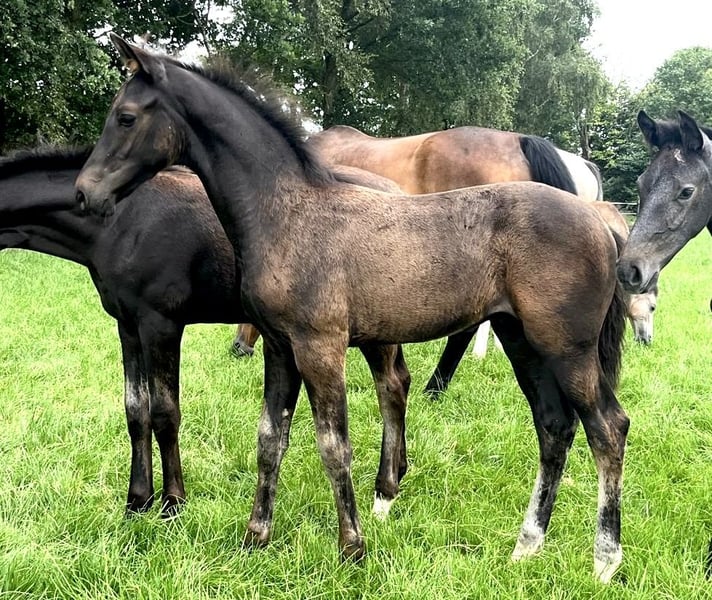 Hannoveraner, Hengst in Bliedersdorf