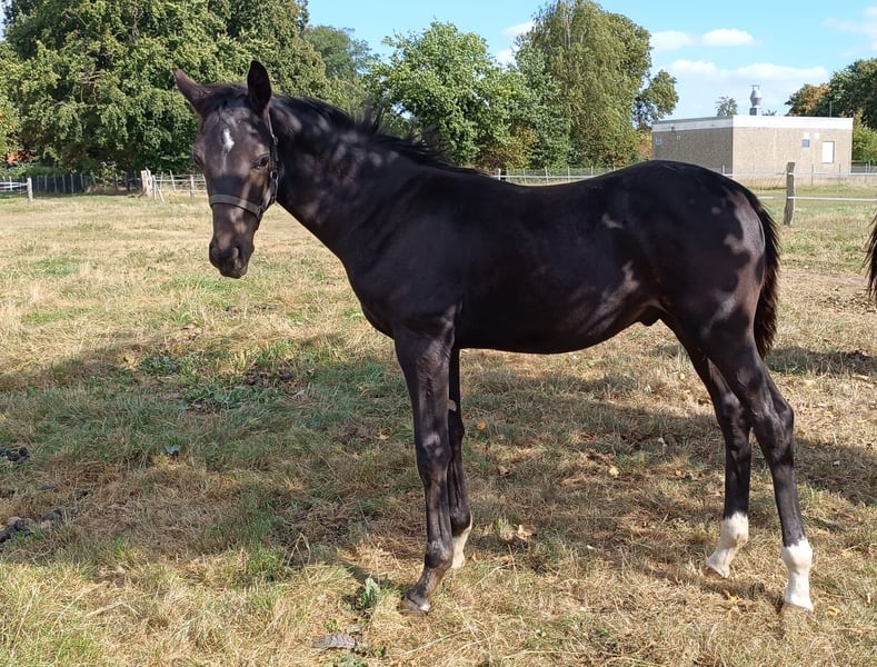 Hannoveraner, Hengst in Rodewald