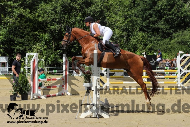 Hannoveraner, Stute in Spall