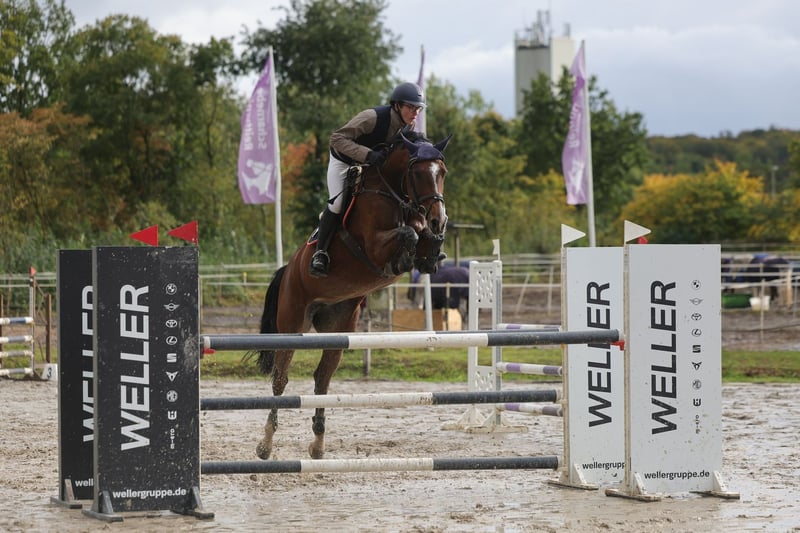 Hannoveraner, Stute in Burgwedel