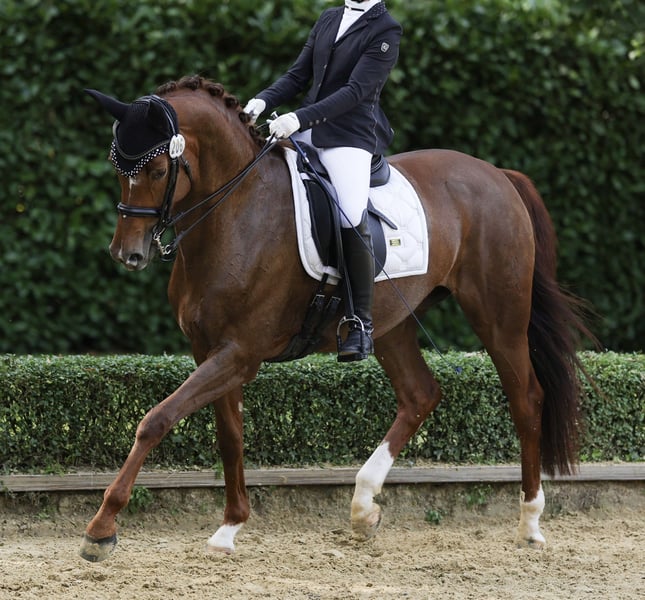 Hannoveraner, Stute in Xanten