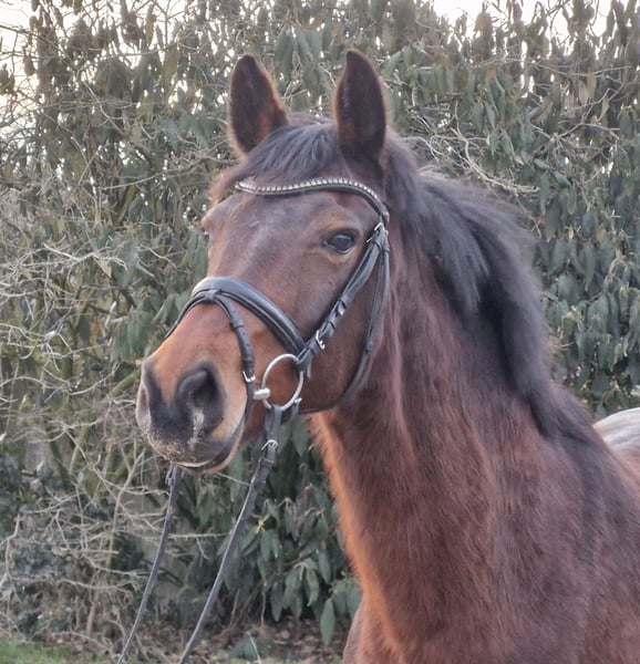 Hannoveraner, Stute in Ostercappeln