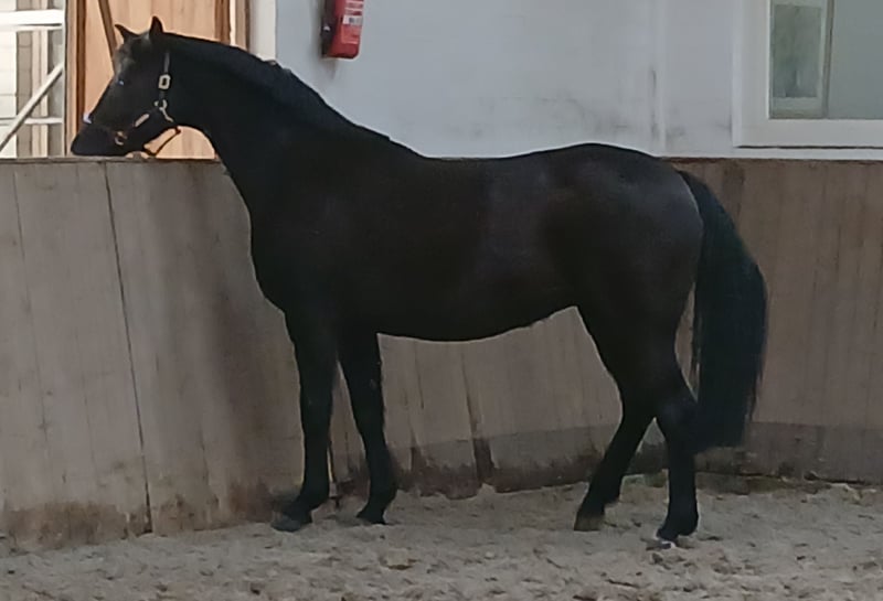 Hannoveraner, Stute in Barenburg