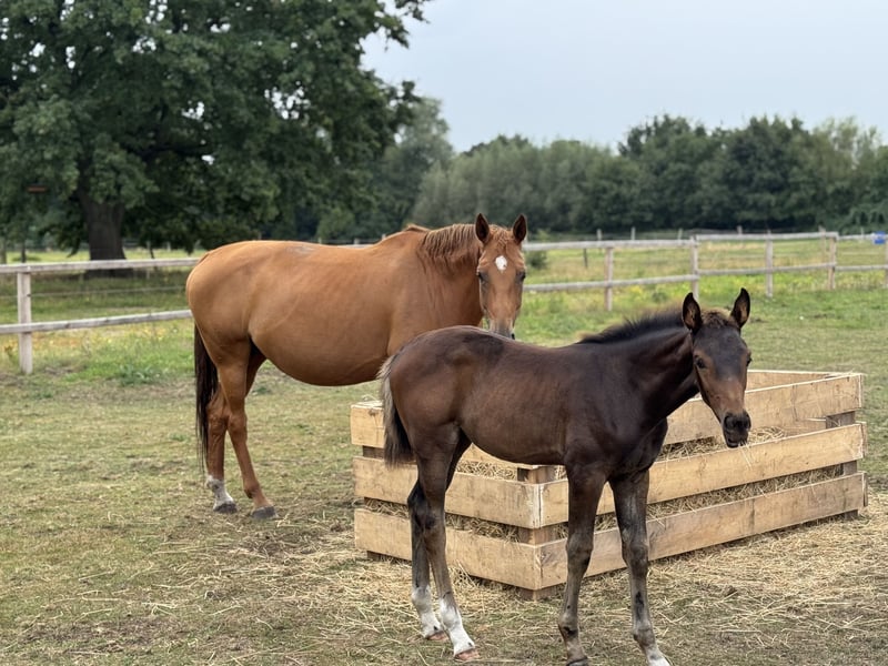 Hannoveraner, Stute in Wedemark
