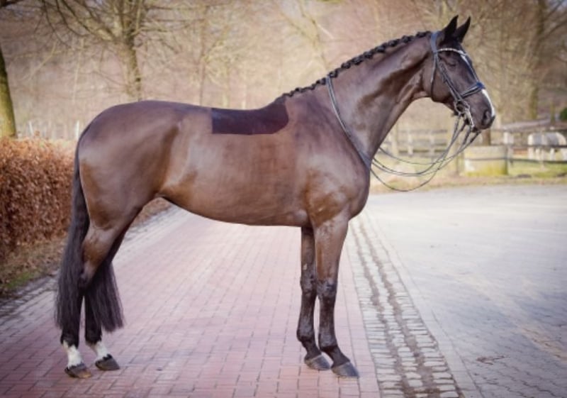 Hannoveraner, Stute in Hövelhof