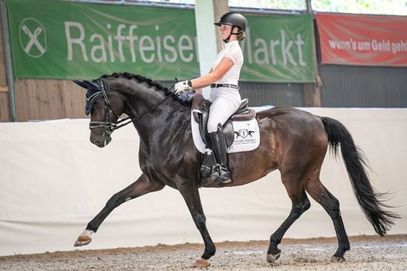 Hannoveraner, Stute in Drackenstein