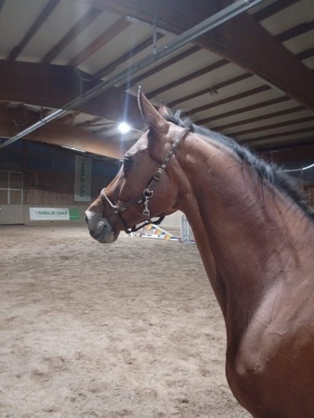 Hannoveraner, Stute in Leipzig