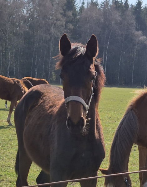 Hannoveraner, Stute in Bomlitz