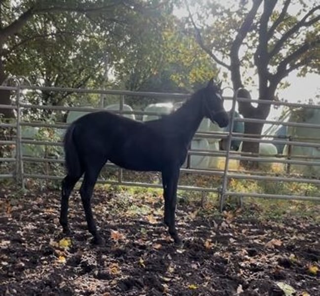 Hannoveraner, Stute in Adelheidsdorf