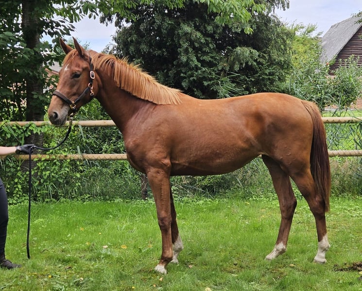 Hannoveraner, Stute in Tespe