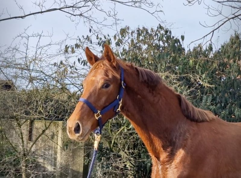 Hannoveraner, Stute in Ostercappeln
