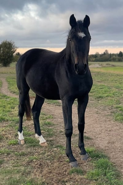 Hannoveraner, Stute in Werder (Havel)