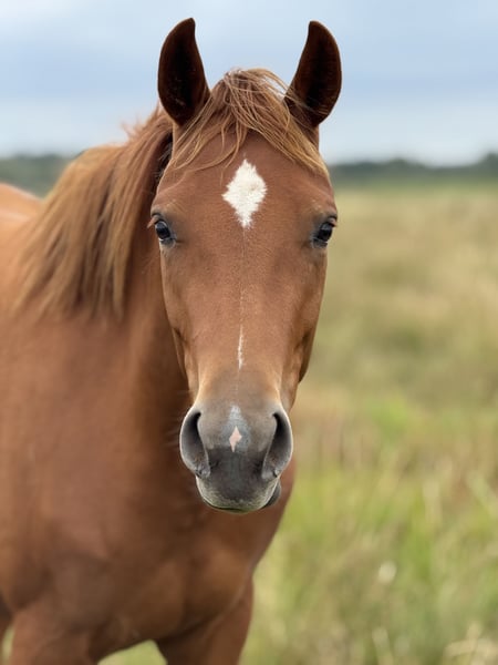 Hannoveraner, Stute in Lilienthal