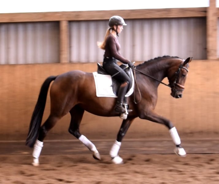 Hannoveraner, Stute in Fredenbeck