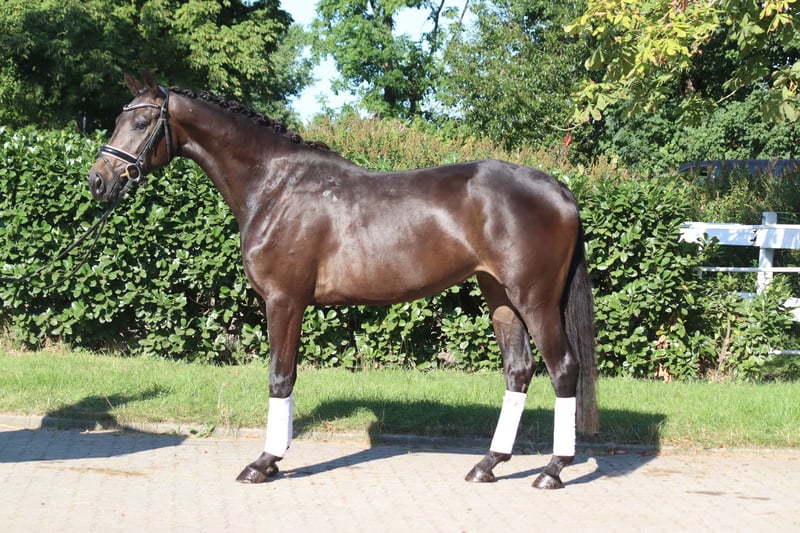 Hannoveraner, Stute in Selsingen