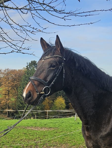 Hannoveraner, Stute in Burscheid