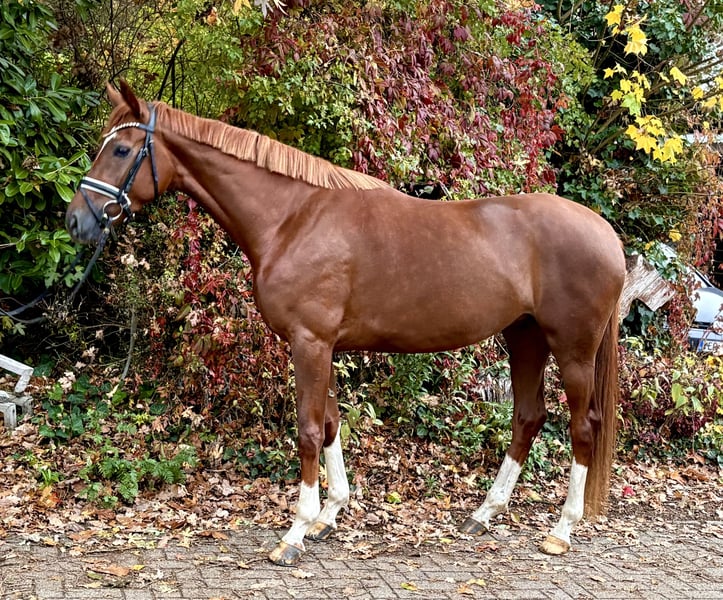 Hannoveraner, Stute in Kirchlinteln