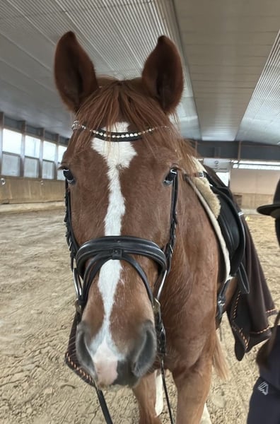 Hannoveraner, Stute in Göttingen