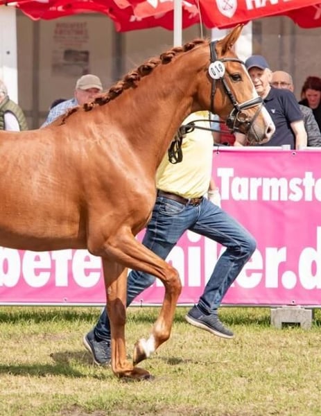 Hannoveraner, Stute in Hepstedt
