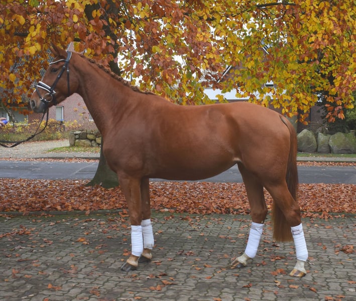 Hannoveraner, Stute in Fredenbeck