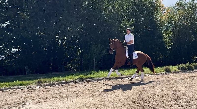 Hannoveraner, Stute in Rosdorf