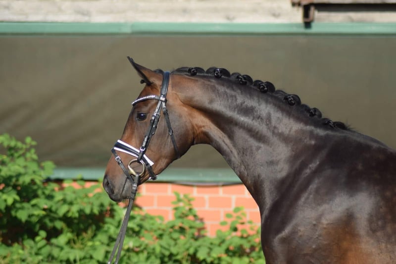 Hannoveraner, Stute in Nienhagen